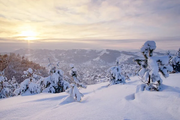 Campo de nieve al atardecer de invierno en la cima de la ladera de la montaña con pinos helados en el fondo del bosque de taiga y colinas bajo el cielo colorido —  Fotos de Stock