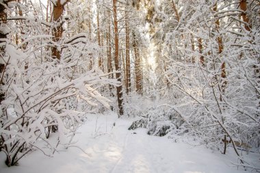 Kış parlak hava beyaz donmuş çam ağaçları Tayga karda orman