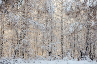 Kış parlak güneş hava beyaz donmuş huş ağaçları Tayga desen karda orman