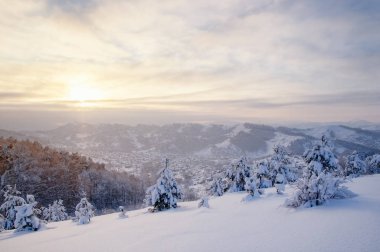 Kış günbatımı kar alan arka plan Tayga ormanı ve renkli gökyüzü altında tepeler üzerinde soğuk çam ağaçları ile dağ yamacı üzerine;