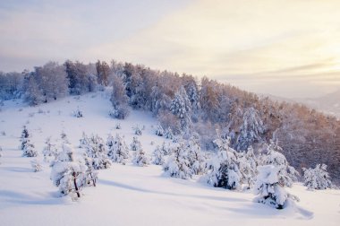 Kış günbatımı kar alan arka plan Tayga ormanı ve renkli bulutlar altında tepeler üzerinde dağın tepesinde küçük soğuk çam ile