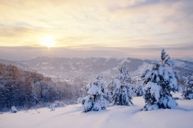 Kış günbatımı kar alan arka plan Tayga ormanı ve renkli gökyüzü altında tepeler üzerinde soğuk çam ağaçları ile dağ yamacı üzerine