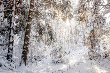Kış parlak güneş hava beyaz donmuş çam ağaçları Tayga karda orman