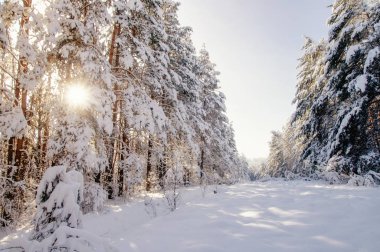 Kış parlak hava beyaz donmuş çam ağaçları orman Tayga karda Altay Dağları, Sibirya, Rusya Federasyonu
