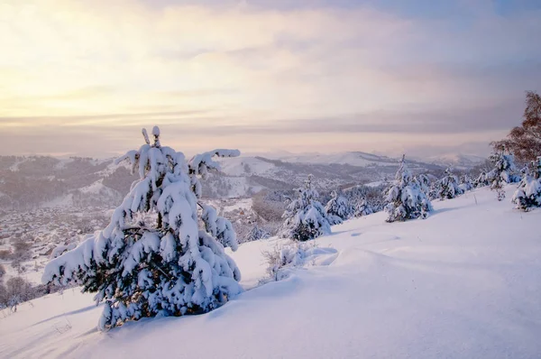 Kış günbatımı kar alan arka plan Tayga ormanı ve renkli gökyüzü altında tepeler üzerinde soğuk çam ağaçları ile dağ yamacı üzerine