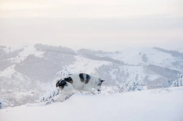 Hunting dog jumping in snow at winter field on top of mountain on the background of taiga forest and hills