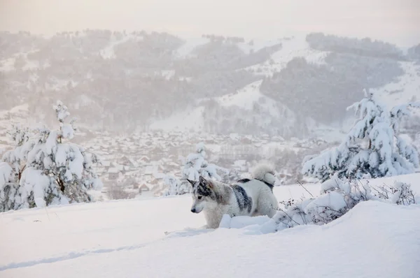 Hunting husky dog walking in snow at winter field on top of mountain on the background of taiga forest and hills