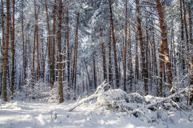 Kış parlak hava beyaz donmuş çam ağaçları orman Tayga karda Altay Dağları, Sibirya, Rusya Federasyonu