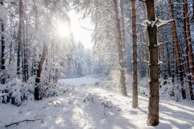 Kış parlak hava beyaz donmuş çam ağaçları Tayga güneş Altay Dağları, Sibirya, Rusya arka plan üzerinde karda orman