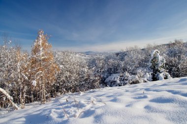 Kış kar dağ yamacı alan arka plan tepelerde dağ ile Orman ağaçları. Altay Dağları Sibirya Rusya