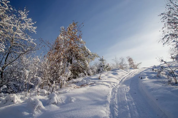 冬雪の山丘白樺の木と青い空の下でフォア グラウンドでスノーモービルのトラックのパス。アルタイ山脈、シベリア、ロシア — ストック写真