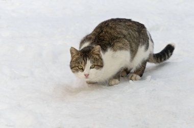 Kış av sırasında vahşi kedi