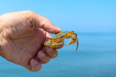 a crab caught in the sea is in the hand of a swimmer