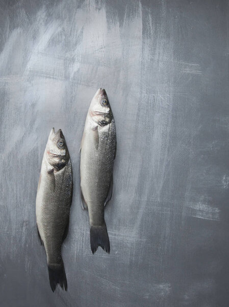 Two raw whole fish sea bass on grey shabby background. 