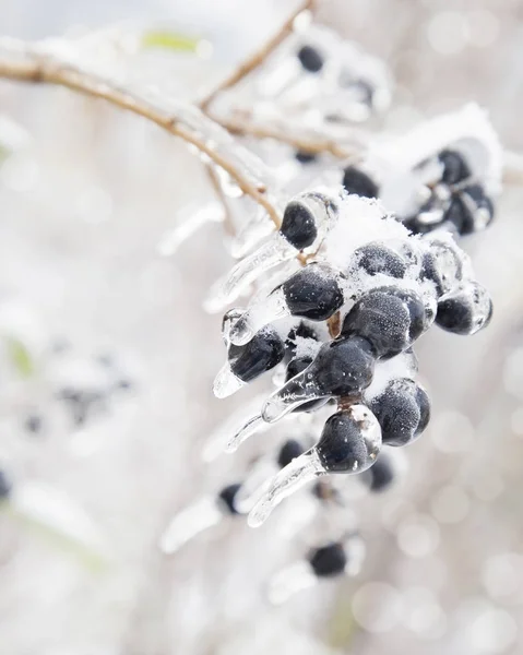 Almuerzo congelado de bayas negras cubiertas de nieve y carámbanos . — Foto de Stock