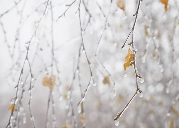 Ramas de abedul cubiertas de carámbanos en invierno . — Foto de Stock