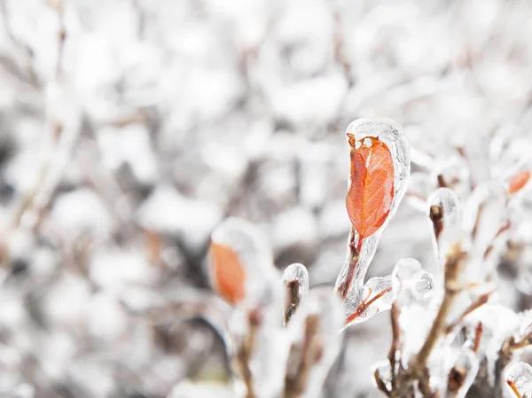 Arbusto ramas y hojas cubiertas de hielo sobre fondo blanco de nieve . — Foto de Stock