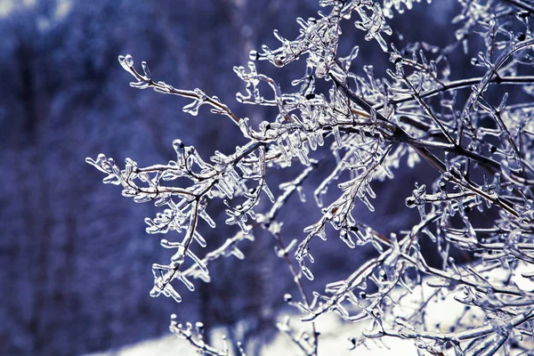 Hermoso árbol congelado cubierto de carámbanos . — Foto de Stock