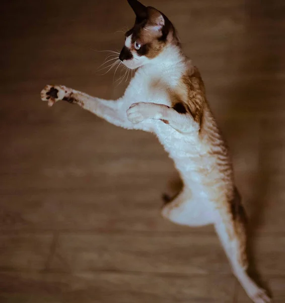 Katze steht auf Hinterbeinen — Stockfoto