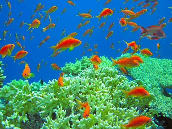 热带海洋的水下生活 — 图库照片