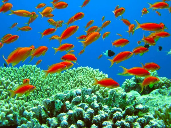 Undervattens liv av tropiska havet — Stockfoto