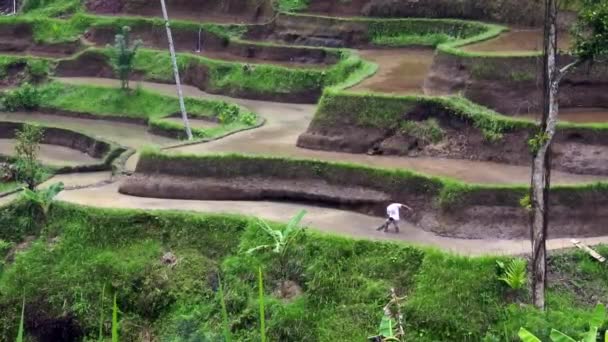 Традиционный Фермер Рисовых Полях — стоковое видео