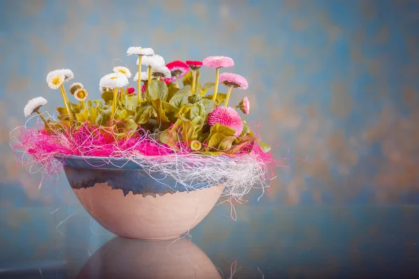 Pote de Bellis perennis — Fotografia de Stock