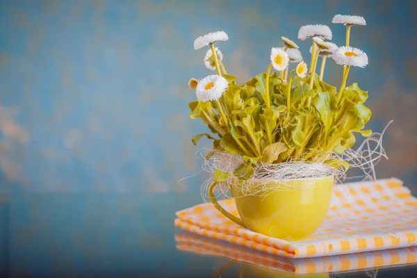 Kruka med bellis perennis — Stockfoto