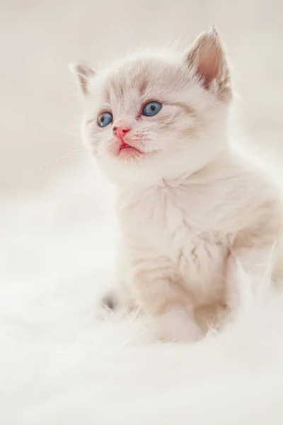 Χαριτωμένο μωρό γατάκι — Φωτογραφία Αρχείου