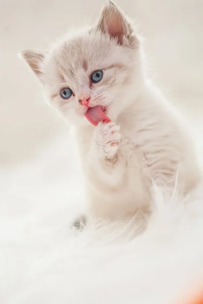 Roztomilé miminko kotě — Stock fotografie