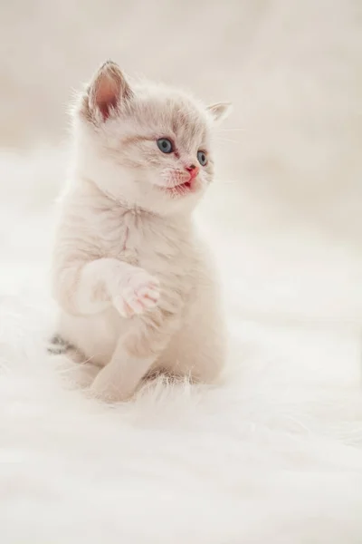 Χαριτωμένο μωρό γατάκι — Φωτογραφία Αρχείου