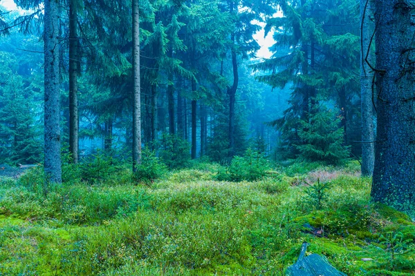 Immergrüner Wald — Stockfoto