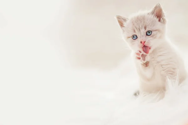 Niedliches Baby-Kätzchen — Stockfoto