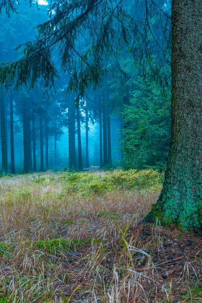 Evergreen forest — Stock Photo, Image