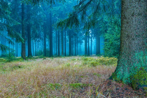 Altijdgroene bos — Stockfoto