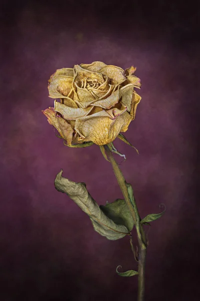 Az elhalt rózsa képzőművészete — Stock Fotó