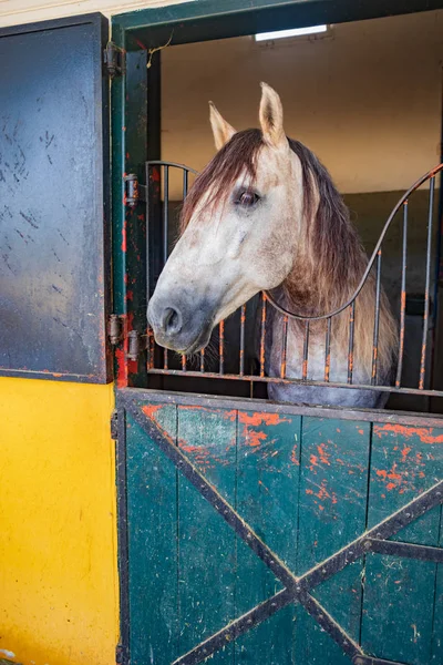 Yeguada de la Cartuja stud farm in Jerez — 스톡 사진