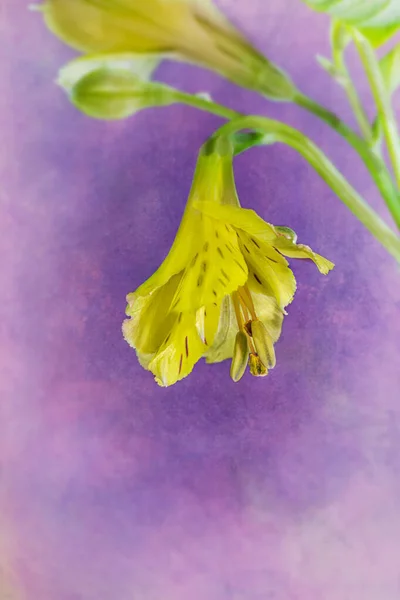 Close up of a Freesia flower — Stock Photo, Image
