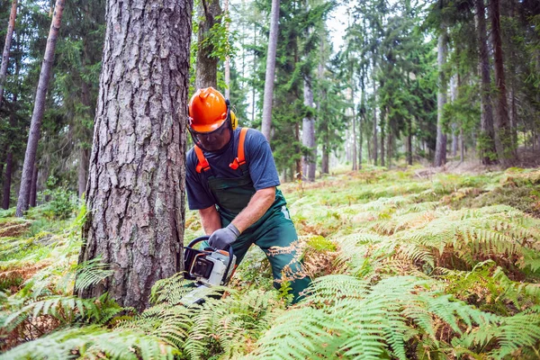 Lumberjack no trabalho — Fotografia de Stock