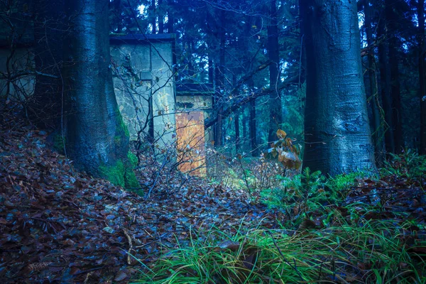 La forêt à feuilles persistantes — Photo