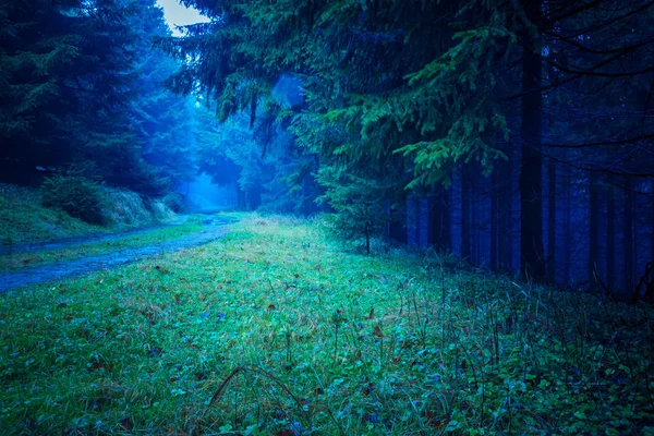 La foresta sempreverde — Foto Stock