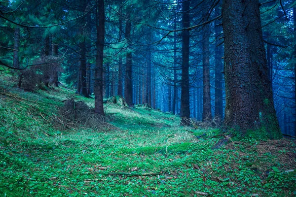 Der immergrüne Wald — Stockfoto