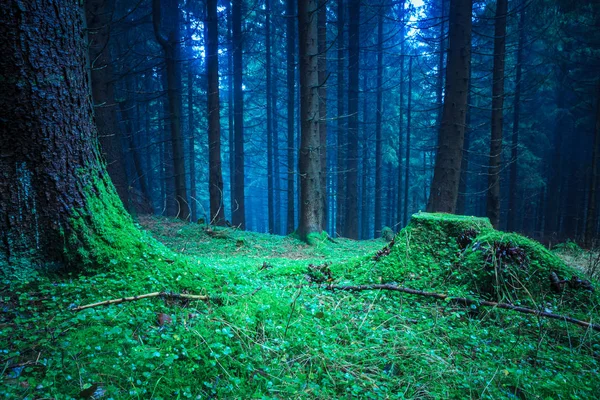 Der immergrüne Wald — Stockfoto