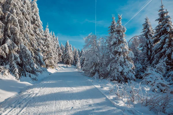 Winterlicher Wald — Stockfoto