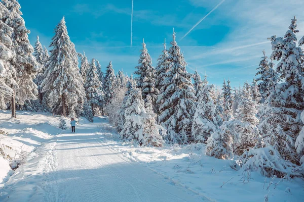 Bosque invernal — Foto de Stock