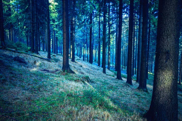 The evergreen forest — Stock Photo, Image