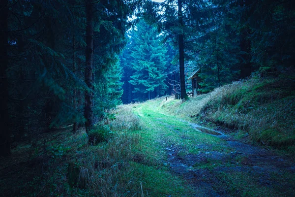 A floresta sempre verde — Fotografia de Stock