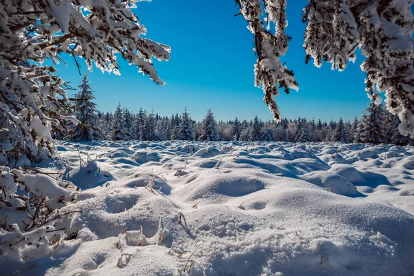 Una Foresta Invernale Mattina Presto — Foto Stock