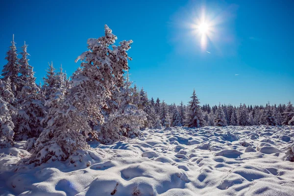 Vinterfylt Skog Tidlig Morgenen – stockfoto