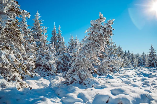 Wintry Forest Early Morning — Stock Photo, Image